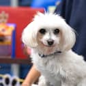 Mars celebrates 90 years in Pet Care with a Tail-Wagging Paw-ty for Batterseas oldest residents